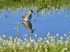 Wood Sandpiper