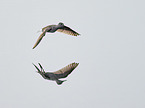 flying Wood Sandpiper