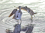 Wood Sandpiper