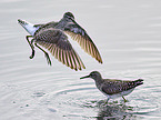 Wood Sandpiper