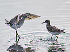 Wood Sandpiper