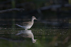 Wood Sandpiper in the water