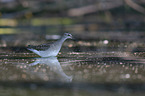 Wood Sandpiper in the water