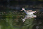 Wood Sandpiper in the water