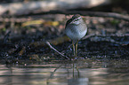 standing Wood Sandpiper