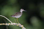 standing Wood Sandpiper