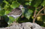 standing Wood Sandpiper