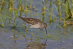 wood sandpiper