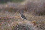 wood sandpiper