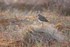 wood sandpiper