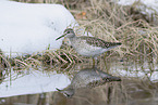 wood sandpiper