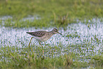 wood sandpiper