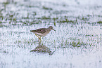 wood sandpiper