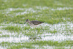 wood sandpiper