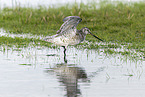 bar-tailed godwit