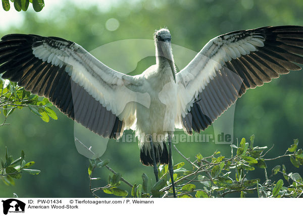 Amerikanischer Waldstorch / American Wood-Stork / PW-01434
