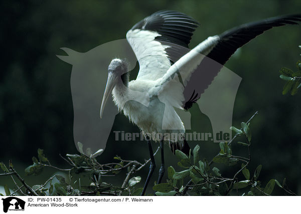 Amerikanischer Waldstorch / American Wood-Stork / PW-01435