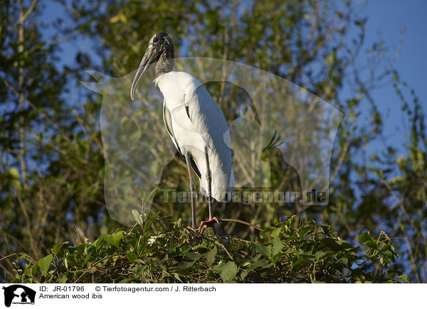American wood ibis / JR-01796