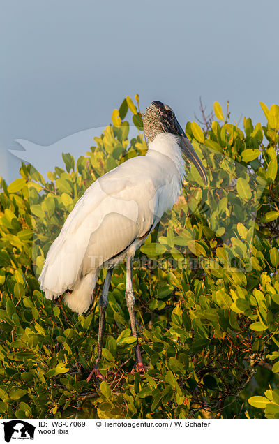 wood ibis / WS-07069