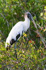 wood ibis