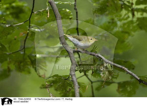 wood warbler / THA-02850