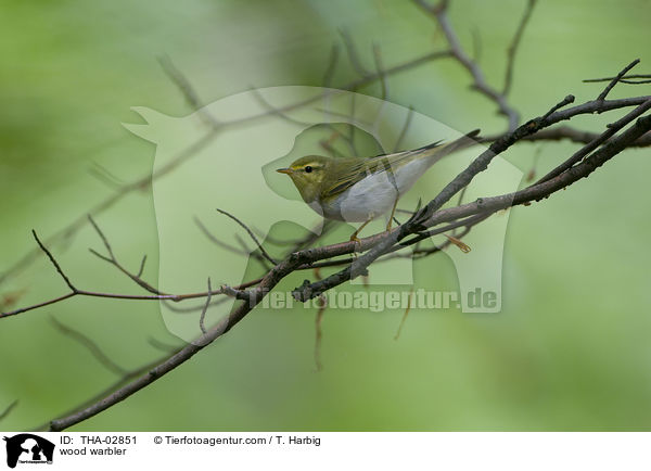 wood warbler / THA-02851