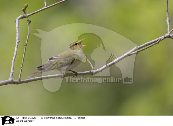 wood warbler / THA-09220