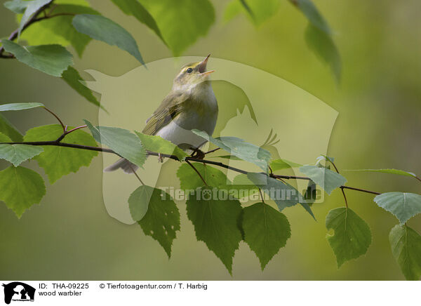 wood warbler / THA-09225