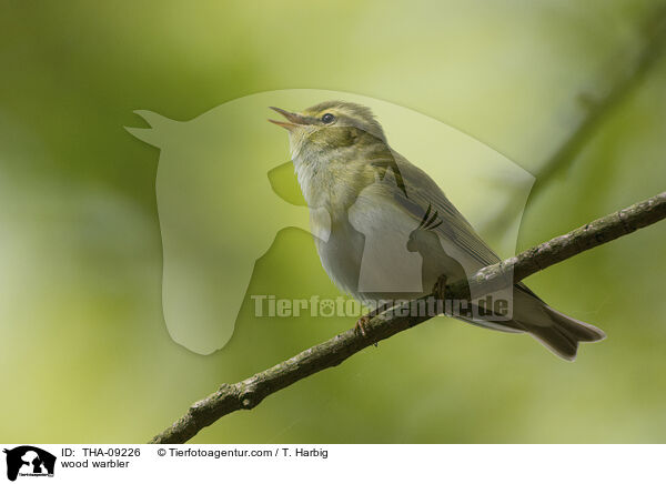 wood warbler / THA-09226