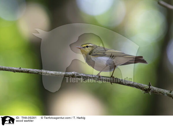 Waldlaubsnger / wood warbler / THA-09281