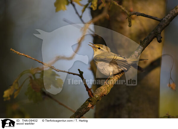 Waldlaubsnger / wood warbler / THA-09402