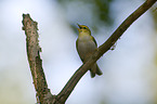 wood warbler