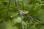 wood warbler