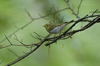 wood warbler