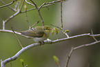 wood warbler