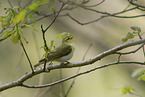 wood warbler