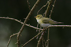 wood warbler