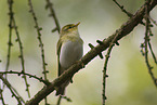 wood warbler