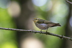 wood warbler