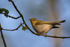 wood warbler