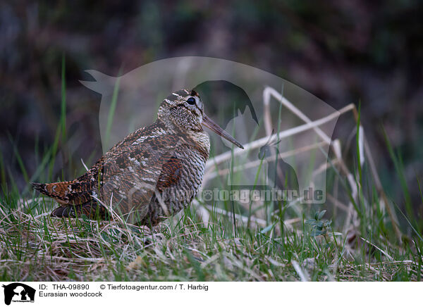 Waldschnepfe / Eurasian woodcock / THA-09890
