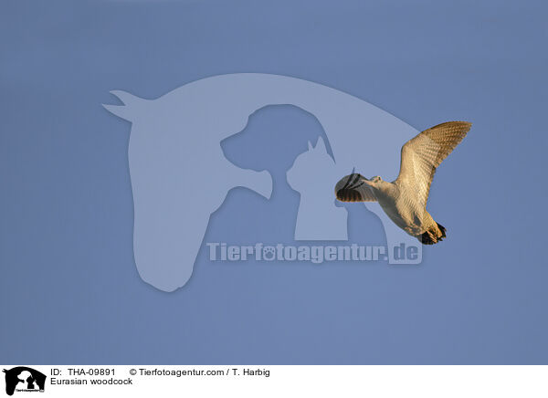 Waldschnepfe / Eurasian woodcock / THA-09891