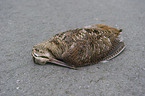 dead Eurasian woodcock