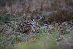 Eurasian woodcock