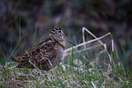 Eurasian woodcock