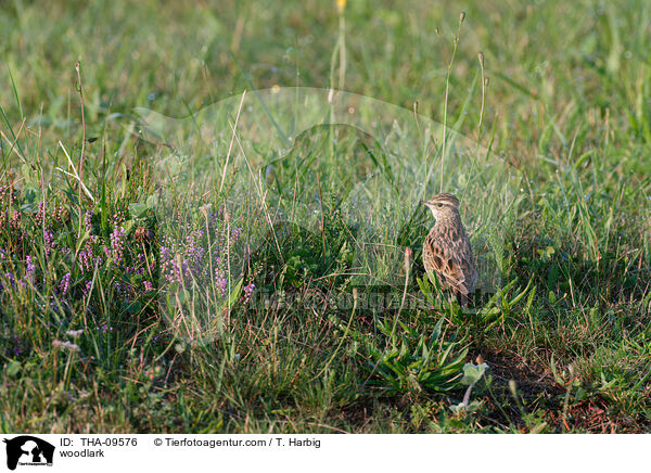 Heidelerche / woodlark / THA-09576