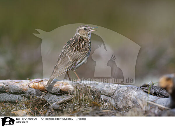 Heidelerche / woodlark / THA-09596