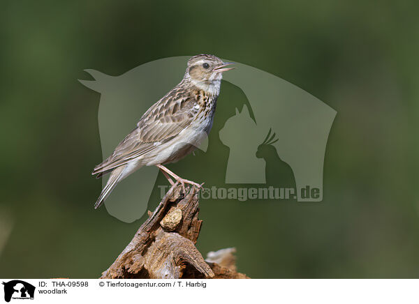 Heidelerche / woodlark / THA-09598