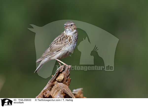 Heidelerche / woodlark / THA-09600