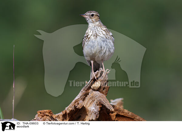 woodlark / THA-09603